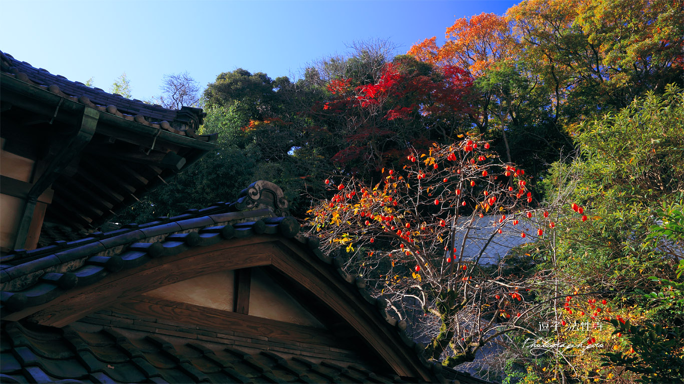 逗子法性寺の柿と紅葉 壁紙