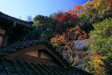 逗子法性寺の柿と紅葉