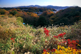 久木の雑木紅葉