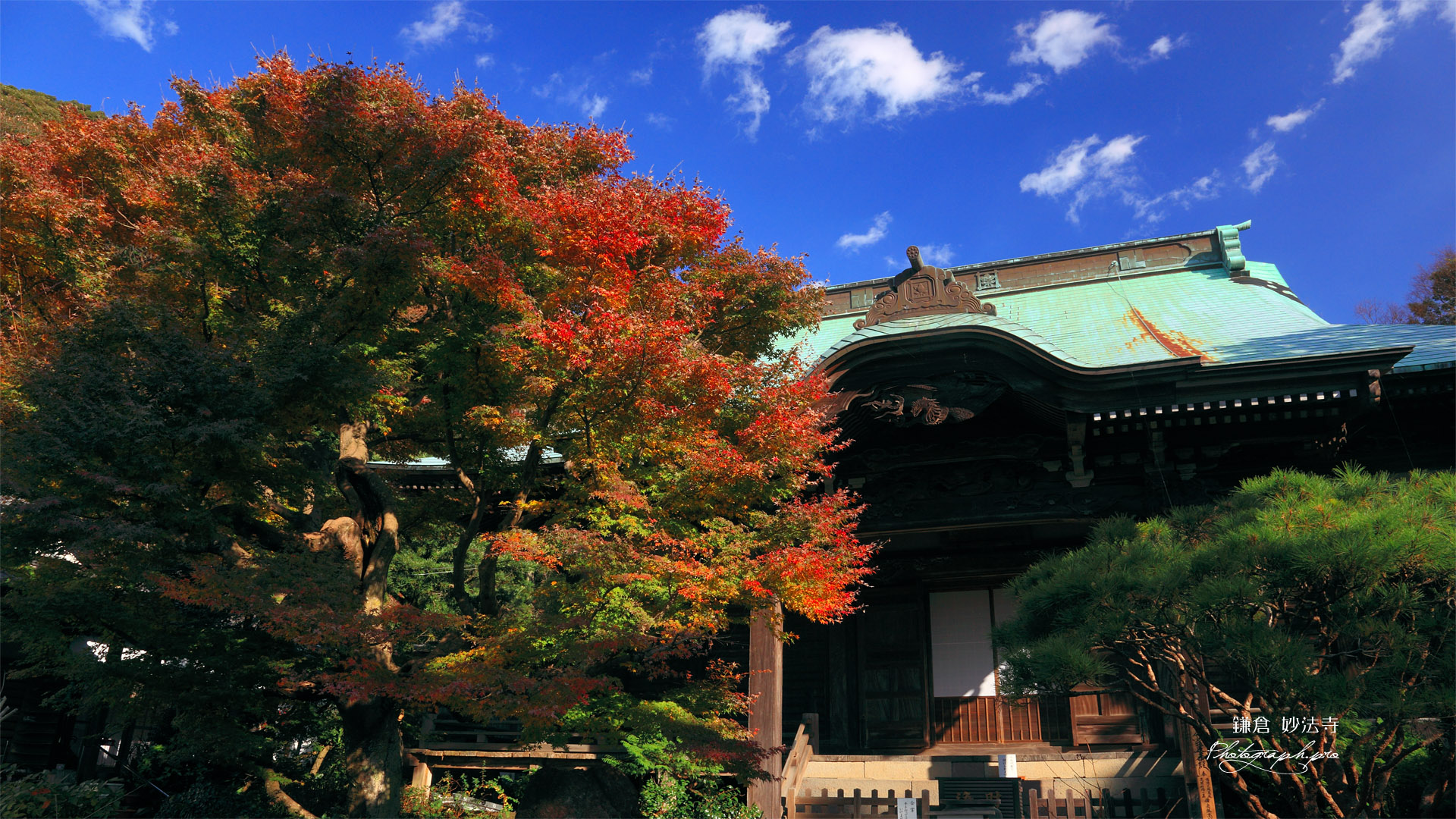 鎌倉妙法寺 楓と本堂