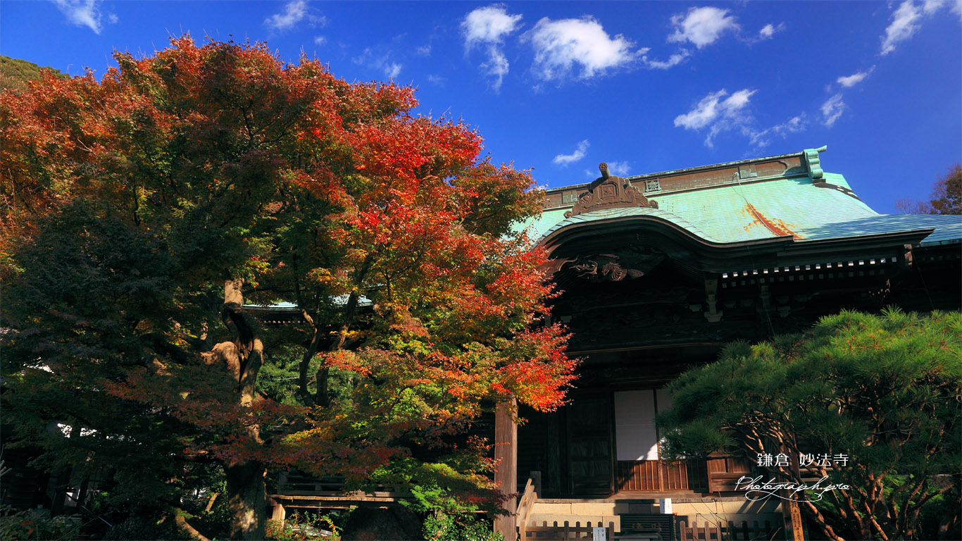 鎌倉妙法寺 楓と本堂 壁紙