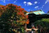 鎌倉妙法寺 楓と本堂