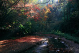 散在ガ池森林公園 砂押川源流の紅葉