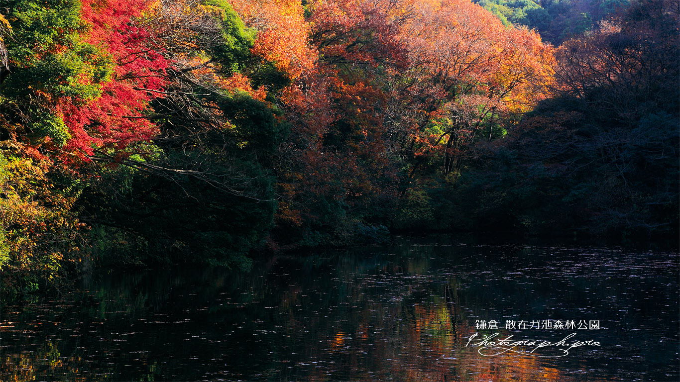 散在ガ池森林公園 鎌倉湖の紅葉 壁紙