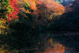散在ガ池森林公園 鎌倉湖の紅葉