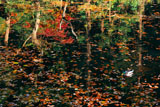 散在ガ池森林公園 散在ガ池の鴨