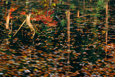 散在ガ池森林公園