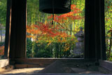 報国寺 鐘楼越しの紅葉と竹林