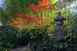 報国寺 五輪塔群と紅葉