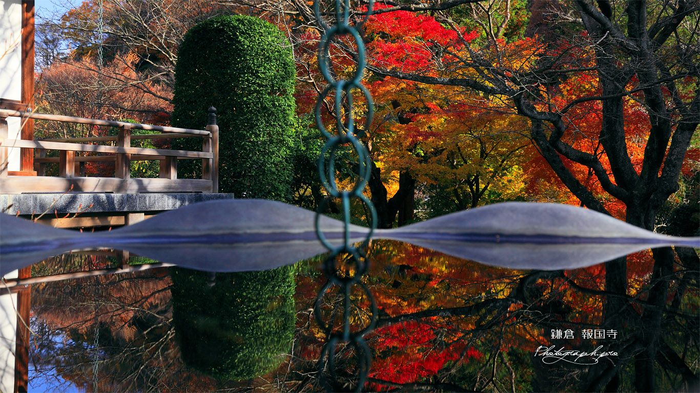 鎌倉報国寺 天水桶に映る紅葉 壁紙