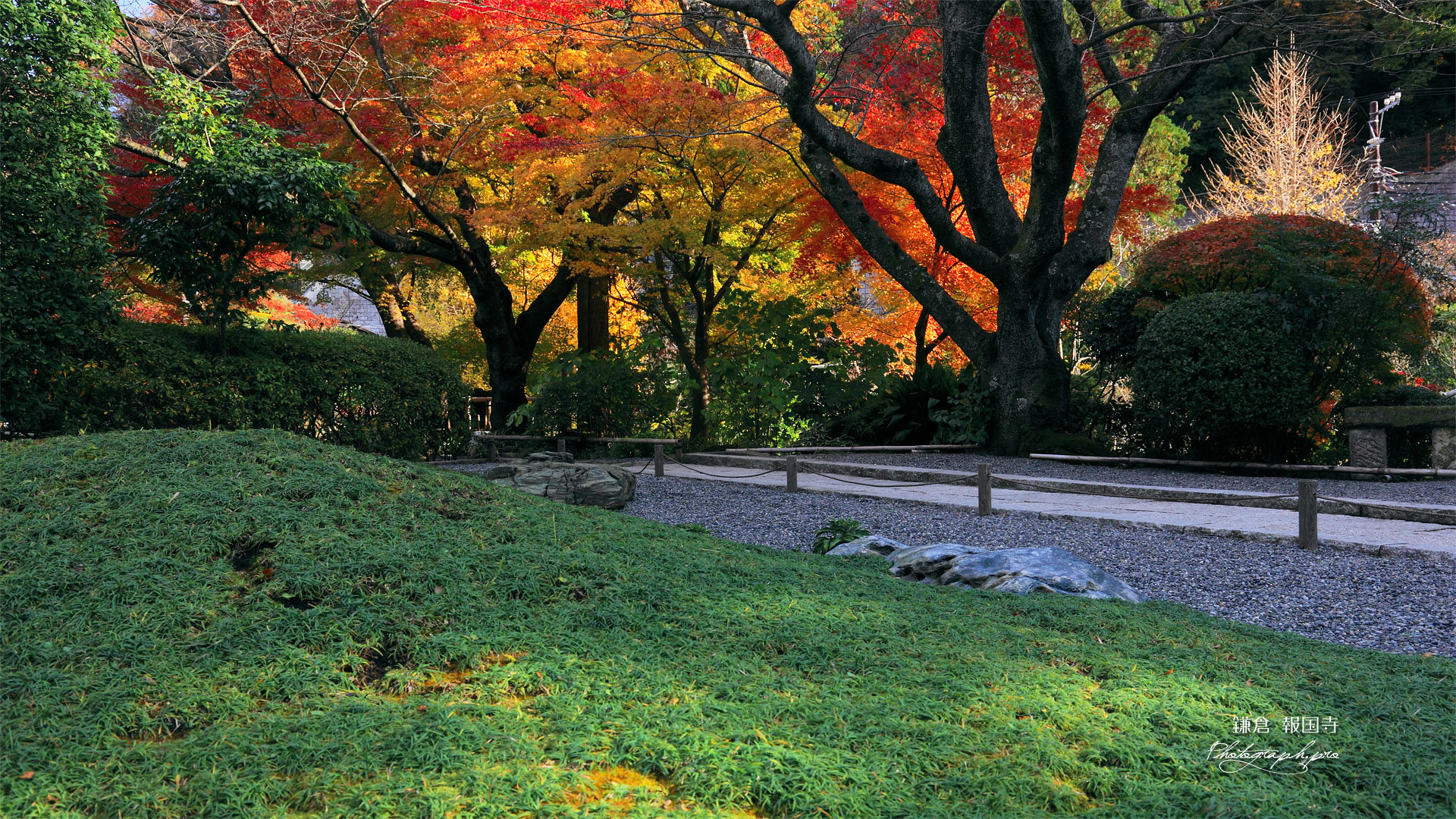 鎌倉報国寺 ジャノヒゲと紅葉