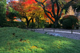 鎌倉報国寺 ジャノヒゲと紅葉