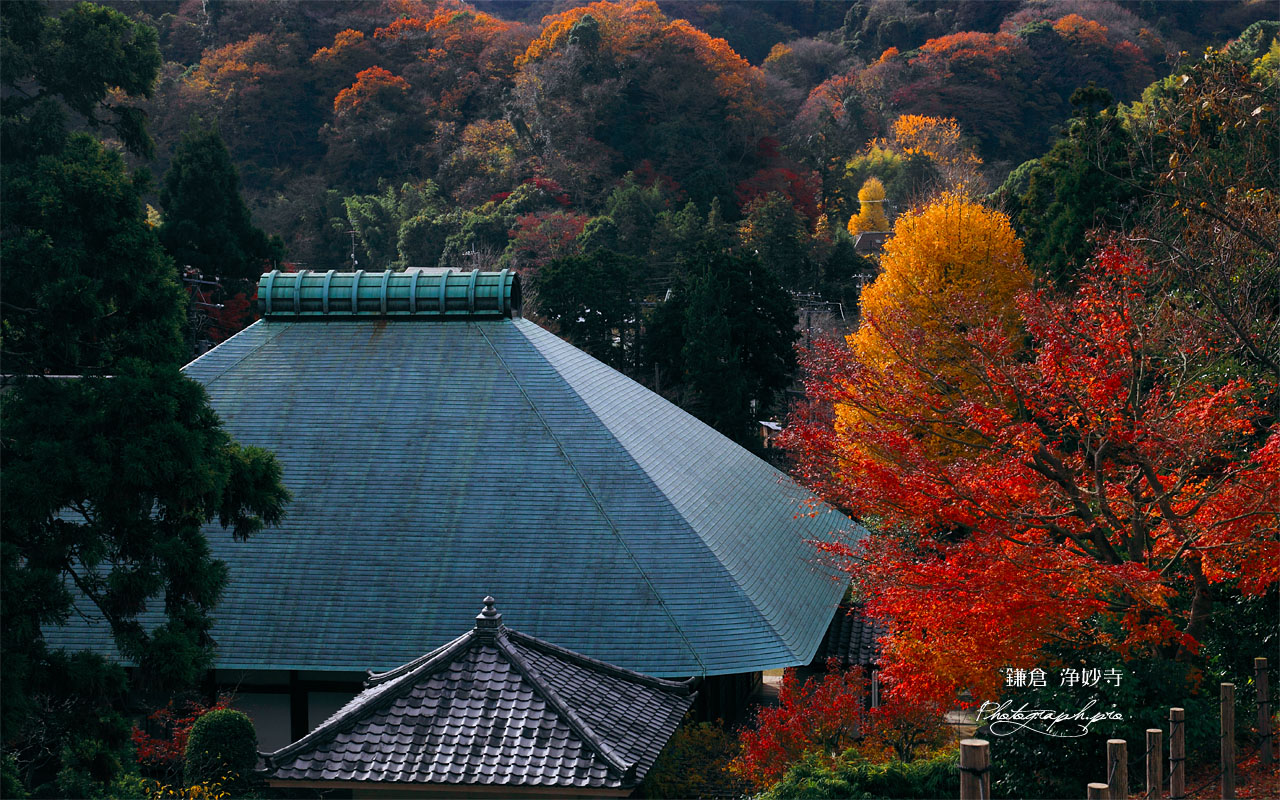 紅葉と浄妙寺本堂 壁紙
