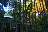横浜金沢の熊野神社の鳥居と参道