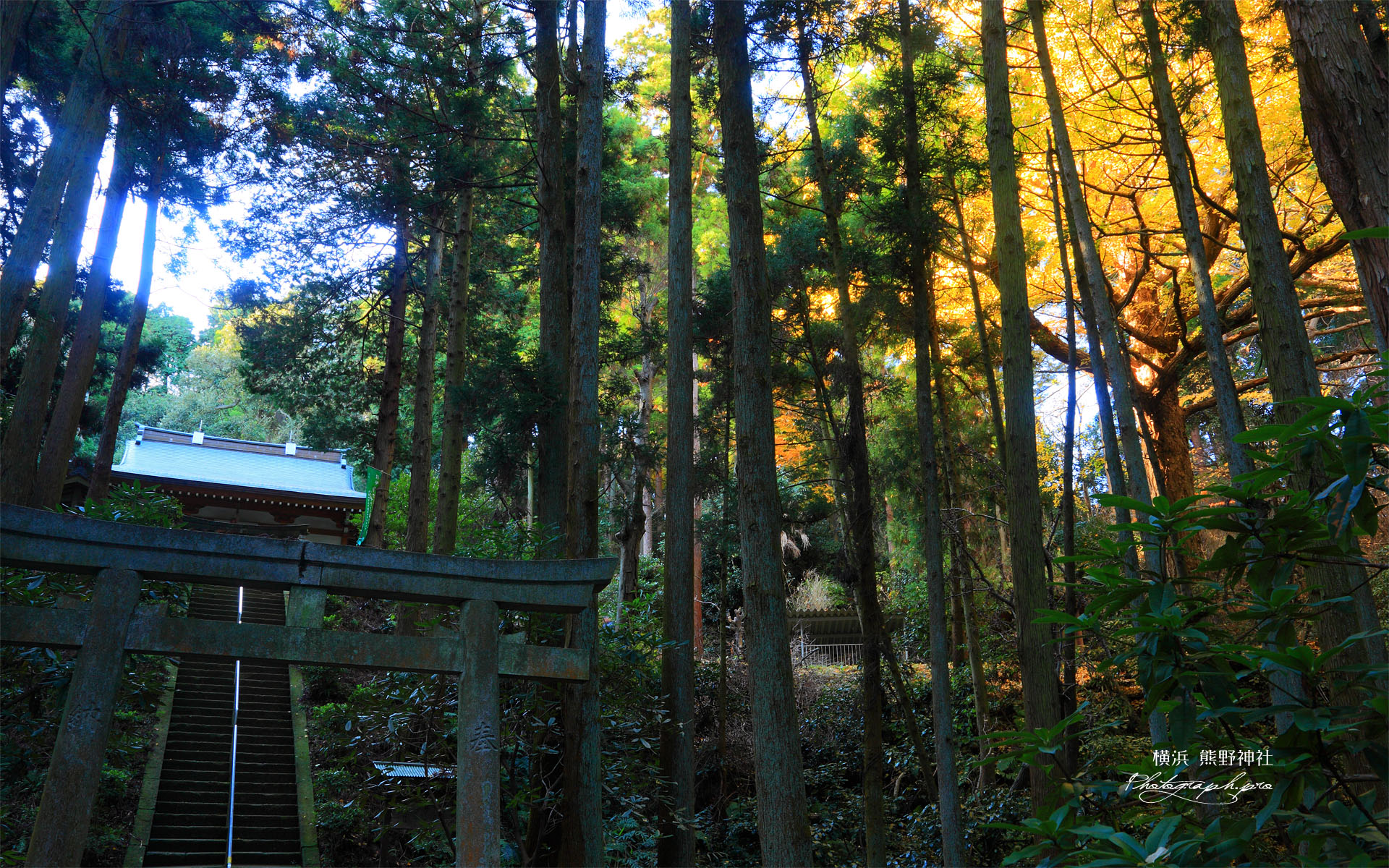横浜金沢の熊野神社の鳥居と参道