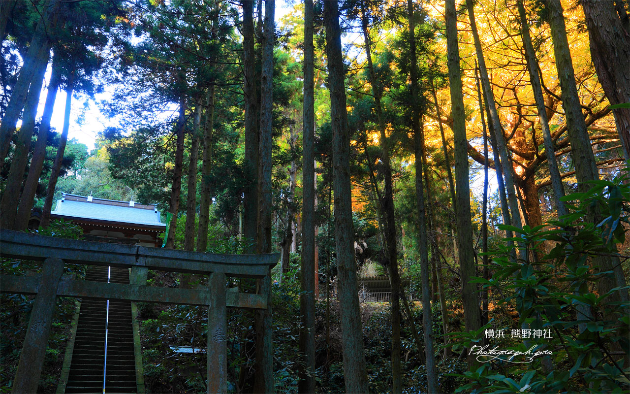 横浜金沢の熊野神社の鳥居と参道 壁紙
