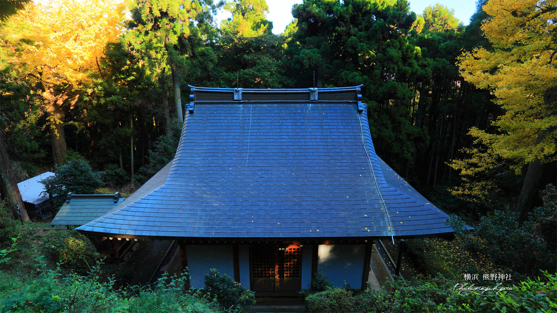 横浜金沢の熊野神社拝殿と銀杏黄葉