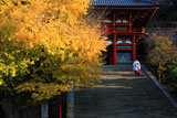 鶴岡八幡宮の大銀杏と禰宜