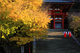 鶴岡八幡宮の大銀杏と巫女