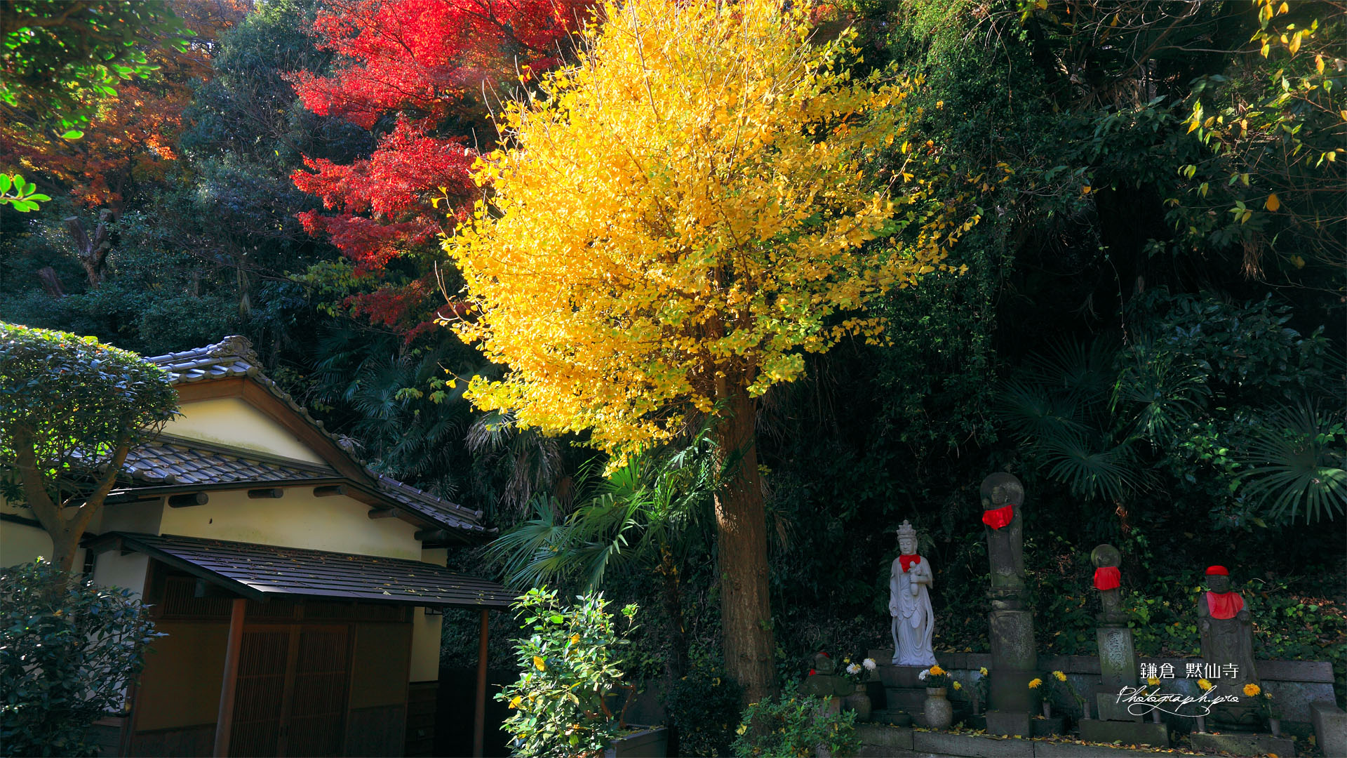 鎌倉黙仙寺宝物殿のイチョウ黄葉
