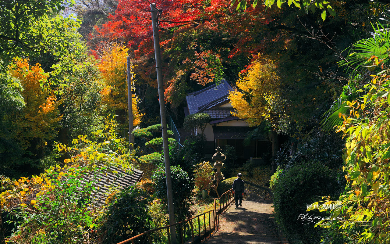 紅葉の鎌倉黙仙寺参道 壁紙