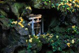 佐助稲荷神社 磐座の散りイチョウ