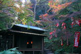 佐助稲荷神社 木漏れ日射す紅葉の拝殿