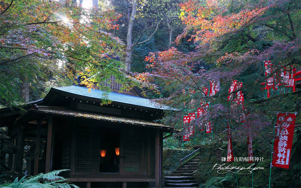 佐助稲荷神社 木漏れ日射す紅葉の拝殿 壁紙