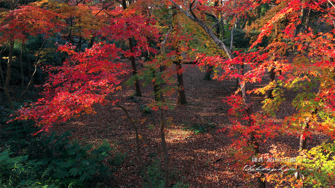 源氏山公園の紅葉 壁紙