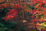 源氏山公園の紅葉