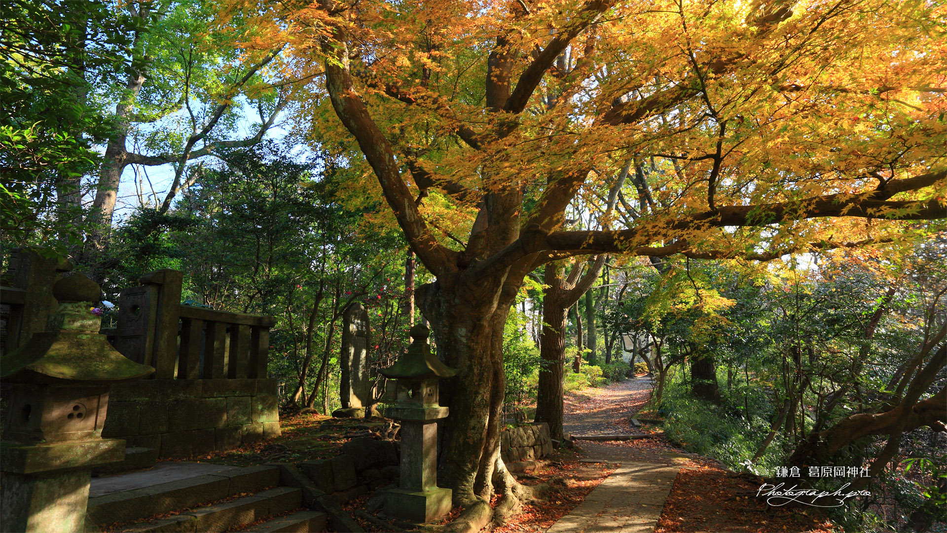 鎌倉葛原岡神社 黄葉の日野俊基の墓