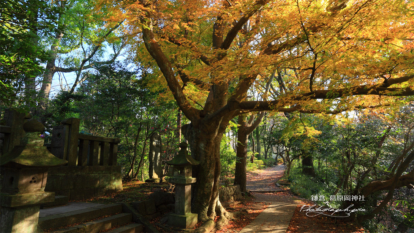 鎌倉葛原岡神社 黄葉の日野俊基の墓 壁紙