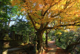 鎌倉葛原岡神社 黄葉の日野俊基の墓
