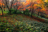 鎌倉 紅葉と水仙の群生