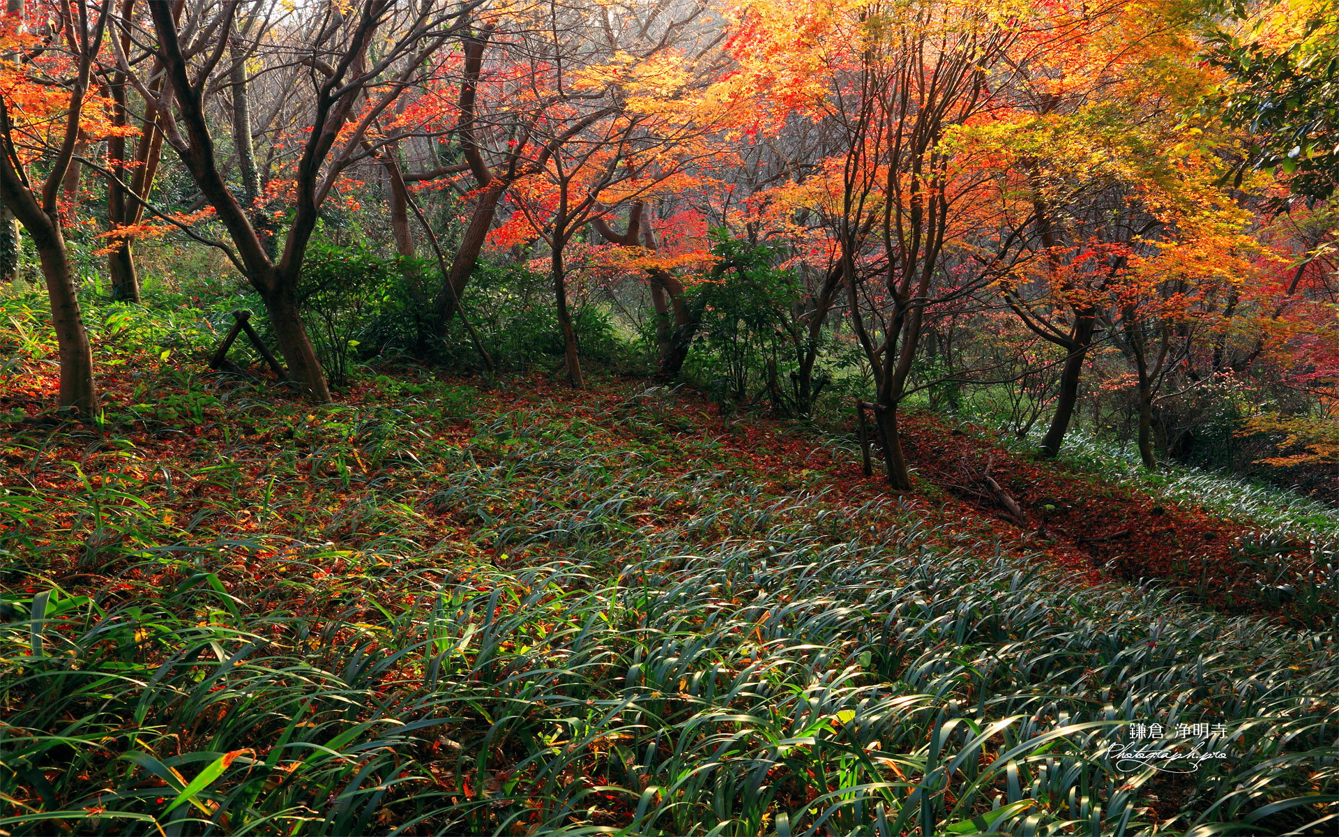 鎌倉 紅葉と水仙の群生