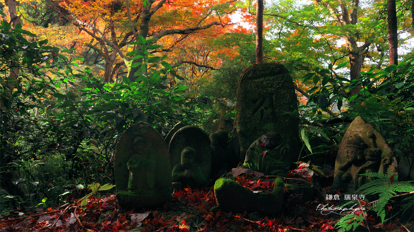 瑞泉寺 紅葉のムジナ塚 壁紙
