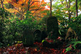 瑞泉寺 紅葉のムジナ塚