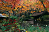 瑞泉寺 マンリョウと紅葉