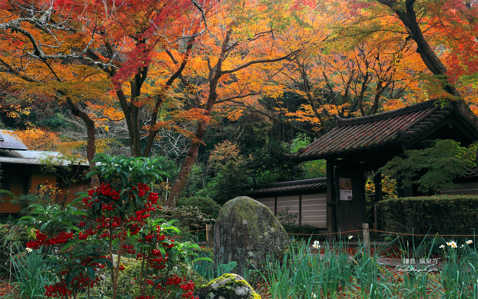 瑞泉寺 マンリョウと紅葉