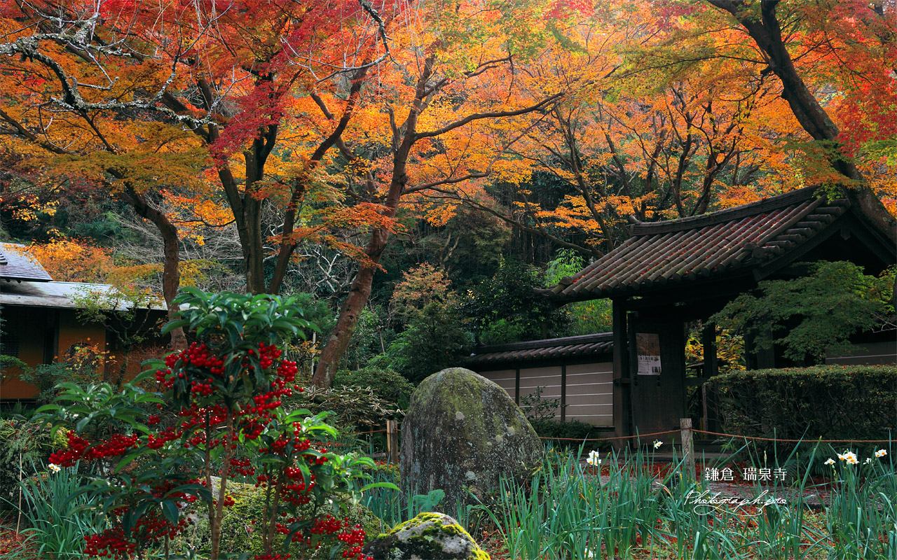 瑞泉寺 マンリョウと紅葉 壁紙