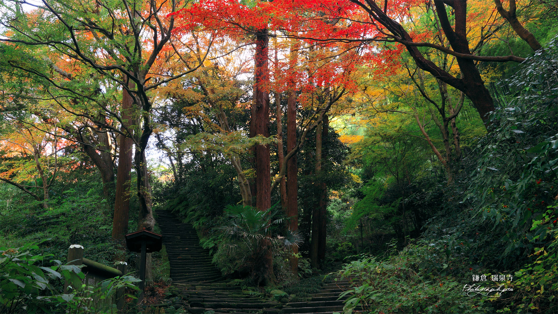 瑞泉寺 錦屏山の三色紅葉