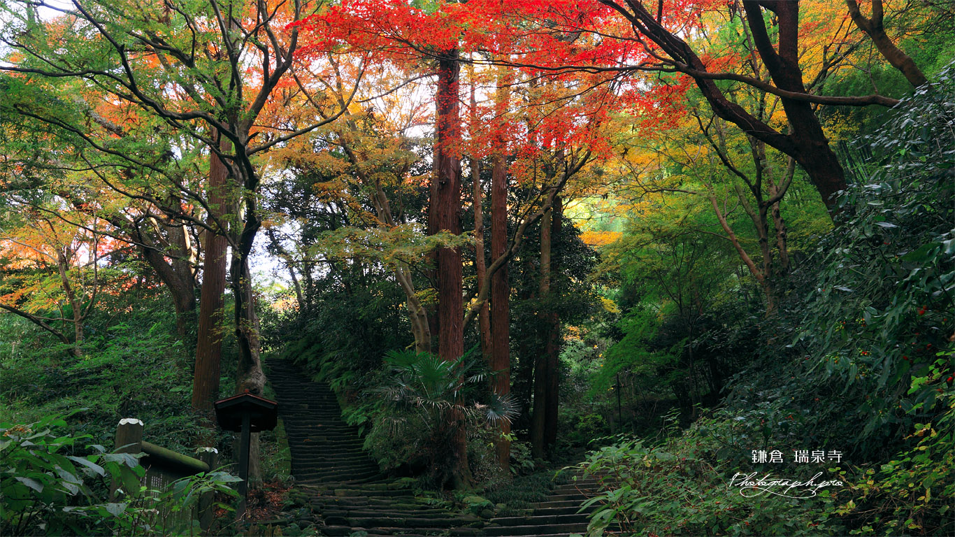 瑞泉寺 錦屏山の三色紅葉 壁紙