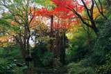 瑞泉寺 錦屏山の三色紅葉