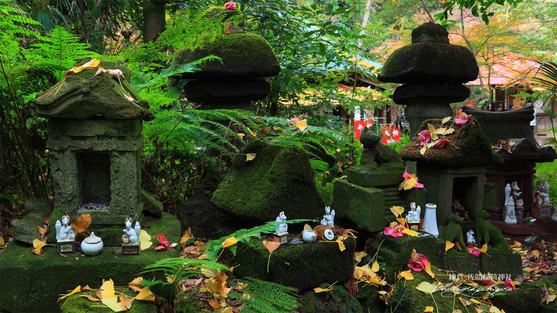 佐助稲荷神社 祠の散銀杏と落椿