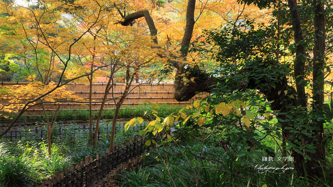 鎌倉文学館の冬紅葉 壁紙