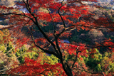 鎌倉 紅葉と水仙の群生