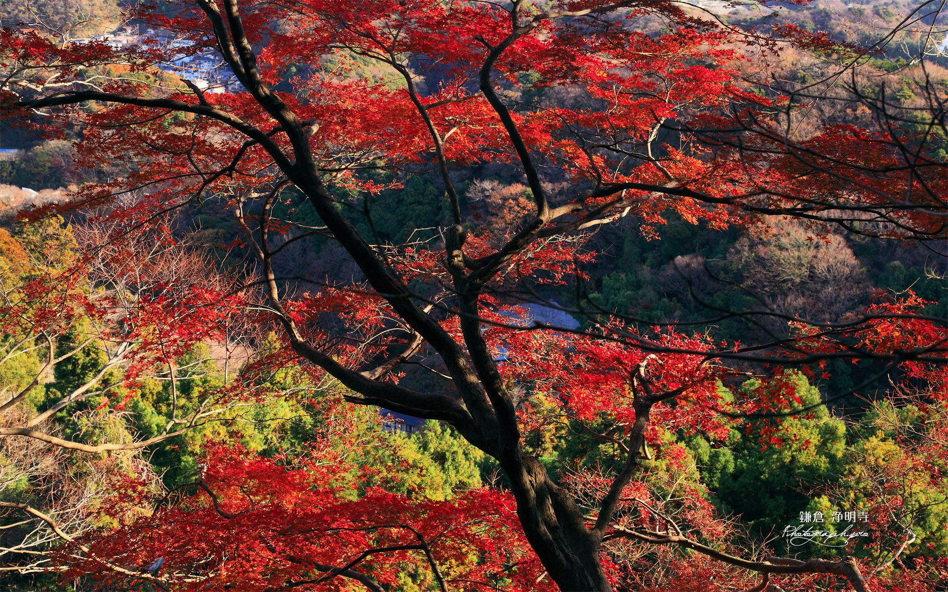 鎌倉 平成巡礼道の名残紅葉
