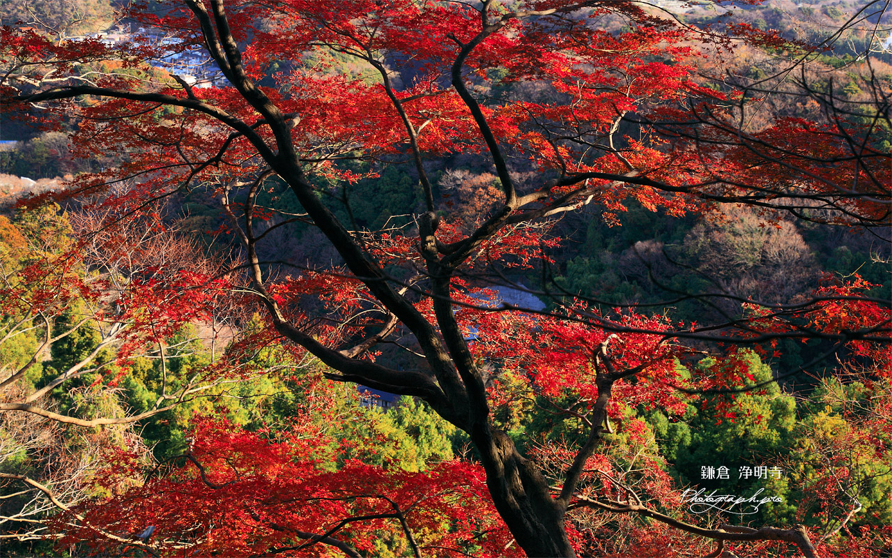 鎌倉 平成巡礼道の名残紅葉 壁紙