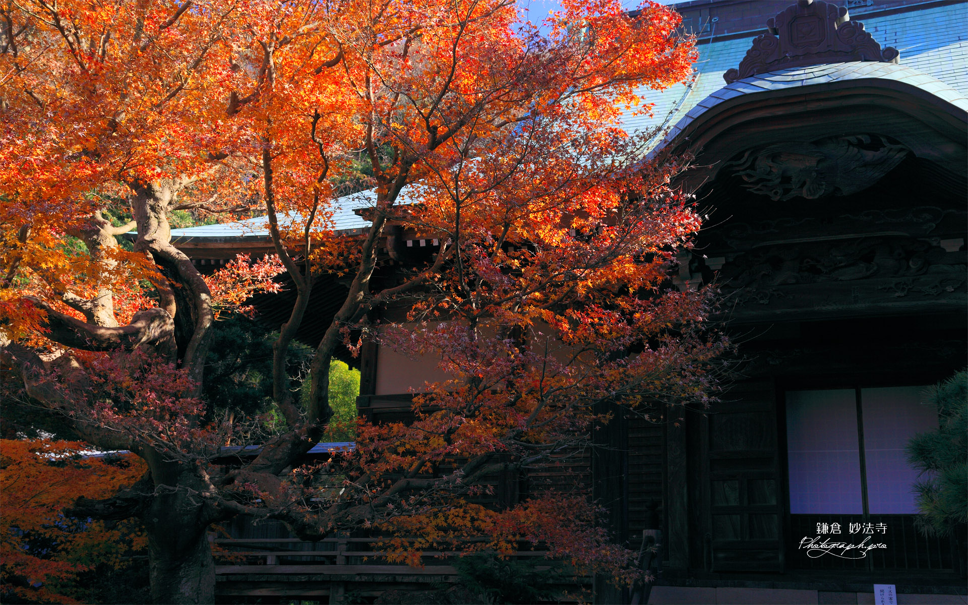 鎌倉妙法寺 紅葉の本堂