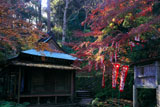 佐助稲荷神社 冬紅葉の拝殿